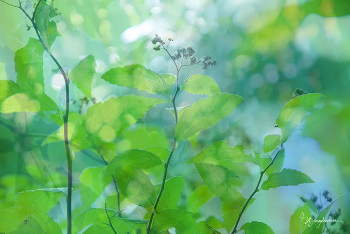 Lightness of Leaves Pillow
